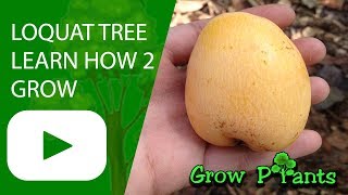 Loquat tree  grow care harvest amp EAT Eriobotrya japonica [upl. by Sophronia]