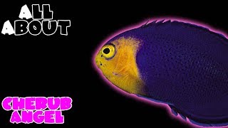 All About The Cherub Angelfish or Pygmy Angelfish [upl. by Ostraw]