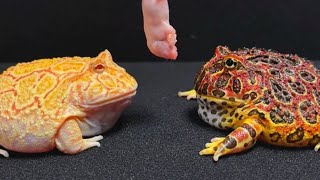 a pacman frog eat  frog colors feeding [upl. by Jeffers]