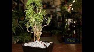 Ming Aralia Polyscias fruticosa Snowflake [upl. by Quita962]