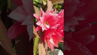 flowerszoneforever Disocactus Ascermannii in beautiful bloom flowerszone flowers shorts [upl. by Peppel]