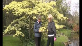 Cornus controversa quotVariegataquot The Wedding Cake Tree [upl. by Alcock784]