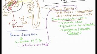 Renin Angiotensin Aldosterone System RAAS Physiology [upl. by Siva557]