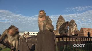 게잡이 원숭이 소리 CrabEating Macaque Sound [upl. by Madlin767]