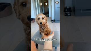 Cockapoo 🐶 The Cutest Poodle Mix [upl. by Ahsiekit553]