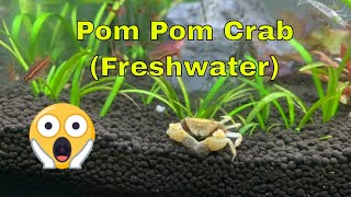 Pom Pom Crab Rare Fully Aquatic Freshwater Crab [upl. by Ehtyaf165]