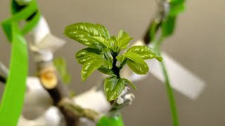 22 Variety MultiGrafted Citrumelo Tree amp Hybrid Citrus Seedlings Update [upl. by Garibold]