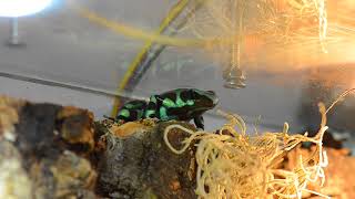 Male Dendrobates auratus calling [upl. by Sheena285]