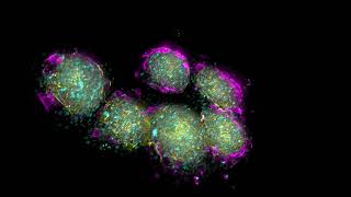 Three dimensional coculture of lymph nodederived fibroblasts [upl. by Atteuqal]