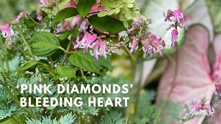 Pink Diamonds Bleeding Hearts Dicentra [upl. by Manwell]