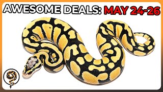 Act Now to Score these Incredible Ball Python Deals May 2426 [upl. by Anivram]