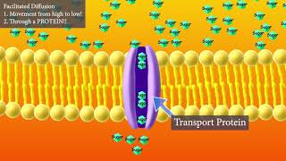 Facilitated Diffusion Short and Sweet version [upl. by Hekker]