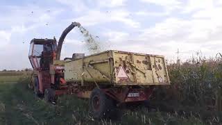 Dania D5500  Dronningborg D5500 Corn harvesting maïs silage Deel 1 [upl. by Guerin975]