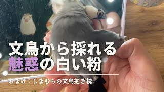 文鳥から採れる魅惑の白い粉【おまけあり】 [upl. by Ettenhoj]