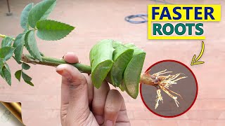 10 SECRETS TO GROW ROSE FROM CUTTINGS FASTER  GARDENING HACKS TO ROOTING ROSE CUTTINGS [upl. by Malvino]