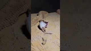 Desert horned viper feeding Look at those fangs venomoussnakes reptiles zookeeper herping [upl. by Alhak464]