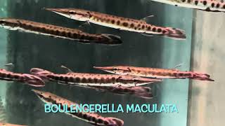 Boulengerella maculata [upl. by Ylebmik91]