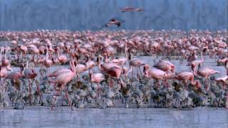 Disneynature  DAS GEHEIMNIS DER FLAMINGOS  Offizieller Trailer [upl. by Kcyrred]