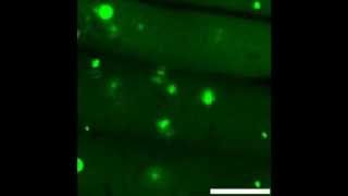 Plant Physiology  Establishment of monitoring methods for autophagy in rice reveals autophagic [upl. by Juno]