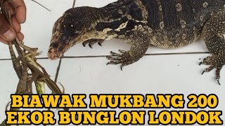 BIAWAK MAKAN LONDOK 200 EKOR [upl. by Nalid]