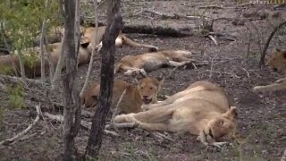 Pt 1 Wild Earth Live Sunset Safari Drive at 400 PM on Dec 09 2016  Nkuhuma Pride [upl. by Eneleahcim]