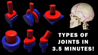 JOINT ANATOMY in 35 MINUTES [upl. by Yatnuahc]