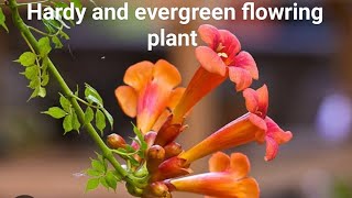 How to grow and care for Tecoma Trumpet vine plant floweringplant [upl. by Nahsor]