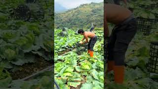 fruit pick villagelife ruralchina rurallife satisfying fruitcutting ruralliving farming [upl. by Nohcim]