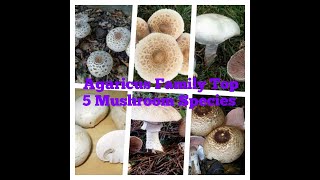 Top 5 Agaricus mushroom species [upl. by Ahsele]