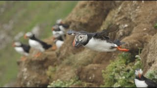 Slow Motion Puffins in Flight  Iceland  Lindblad ExpeditionsNational Geographic [upl. by Chun]