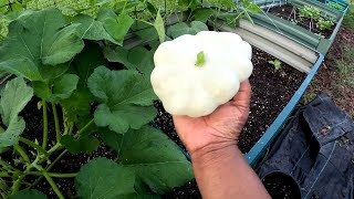 PLANTING SEEDS PATTY PAN SQUASH HARVEST [upl. by Otirecul]