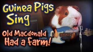 Guinea Pigs Sing Old MacDonald Has A Farm [upl. by Trimmer924]