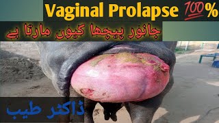 جانور کا پیچھا مارنا Vaginal Prolapse in buffaloDr Tayyab [upl. by Jarib]