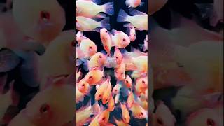 🌊🧡Golden ramirezi fish aquariumbeautifulfishmusicnewfishtanksshort👺💦 [upl. by Tehcac522]