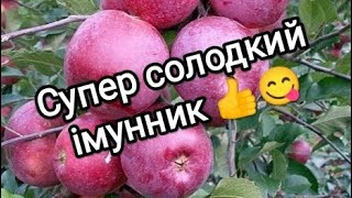 Короткий огляд на імунну яблуню quotФлорінаquot  A short overview of the quotFlorinaquot apple [upl. by Lynne]