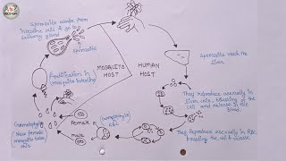 How To Draw Life Cycle of Plasmodium  Malaria Parasite Life Cycle [upl. by Olinde]