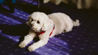 How to Train Your Bichon Frise for Agility [upl. by Sande]