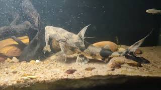 Goonch catfishBagarius bagarius from Mahanadi river Odisha [upl. by Hurwitz]