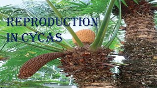 Reproduction in Cycas [upl. by Rhona770]