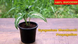 Syngonium Wendlandii or Arrowhead Plant Propagation From Cuttings With Update [upl. by Galvan883]