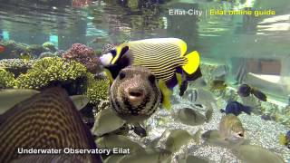 Underwater Observatory Eilat  Eilat City [upl. by Edualc]