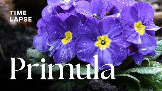 Timelapse Watch Primula Flowers Bloom [upl. by Yesdnyl]