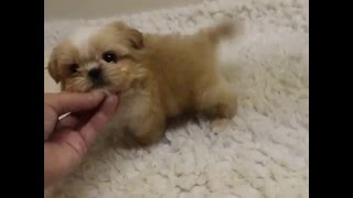 IMPERIAL SHIH TZU IMPERIAL SHIH TZU PUPPIES [upl. by Akahs]