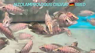 Altolamprologus calvus 🇩🇪 bred [upl. by Mab213]