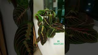 Time Lapse  Prayer Plant Maranta Leuconeura [upl. by Frisse829]