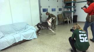 Soldier Reunites With Her Dogs At Diggity Dog Daycare [upl. by Anurag457]