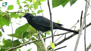 Cuckoo Bird Sound  KoelKoyal Ki Awaz  Relaxing Bird Sound [upl. by Ednil]