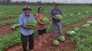 FARTURA NO SERTÃO COLHEITA DE MELANCIA NO ROÇADO DE CHICO DE COCA EM VERDEJANTE PERNAMBUCO [upl. by Annabelle]