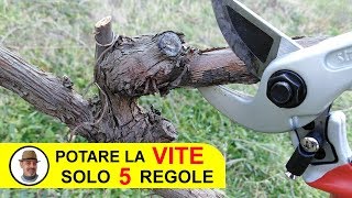 POTARE LA VITE SOLO 5 REGOLE [upl. by Kcirttap]