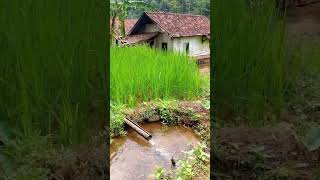 Aktivitas Di Kampung Terpencil Sawah Lereng Gunung Indah Alam Desanya Suasana Pedesaan Jawa Barat [upl. by Ecydnak589]